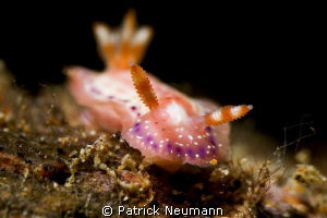 nudi capitol Anilao by Patrick Neumann 